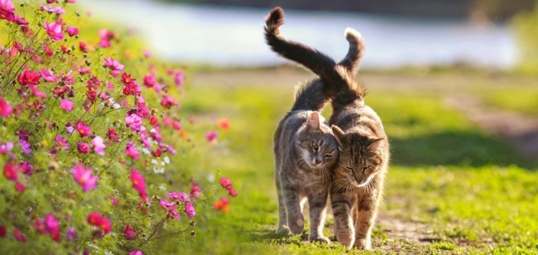 Cats walking together in a garden
with flowers by Nataba