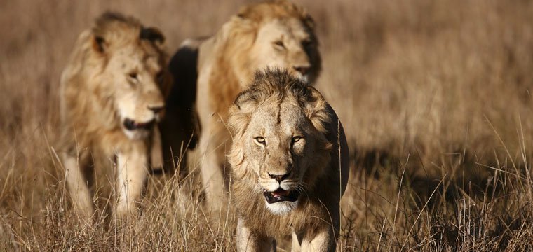 Lions walking