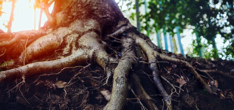 Roots of tree